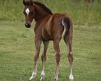 bay-gelding-pinto-horse