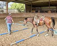 bay-colt-pinto-horse
