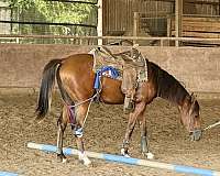 half-pinto-horse