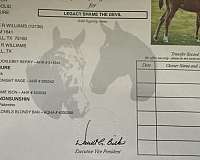 two-pinto-horse