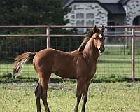 14-hand-pinto-colt