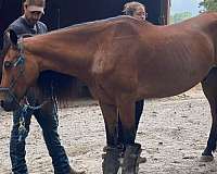 brown-peruvian-paso-gelding