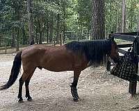 gelding-peruvian-paso-horse