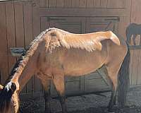 paso-peruvian-horse