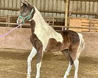 pinto-arabian-colt