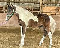 white-half-arabian-colt