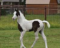 ptha-arabian-filly