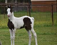 ptha-half-arabian-filly