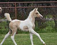 ptha-palomino-filly