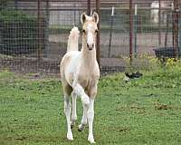 pinto-palomino-filly