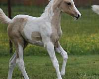 ptha-half-arabian-horse