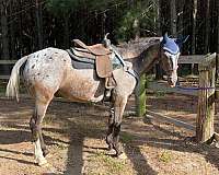 15-hand-appaloosa-gelding