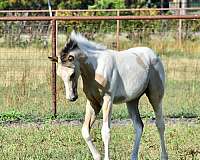 buckskin-all-around-beginner-horse