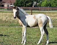 buckskin-pinto-filly