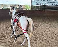 buckskin-all-around-beginner-horse