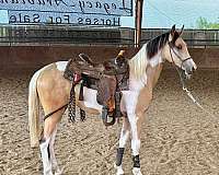 buckskin-pinto-filly