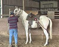 buckskin-filly-pinto-horse