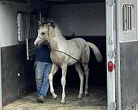 bunny-pinto-horse
