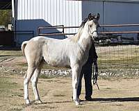 tobiano-filly-pinto-horse