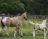 youtube-video-pinto-horse