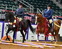 area-filly