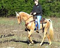 finished-tennessee-walking-horse