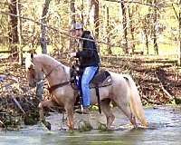 flashy-tennessee-walking-horse