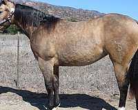 black-buckskin-all-around-horse