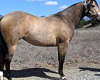 black-buckskin-color-producer-horse