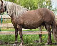 broodmares-haflinger-horse