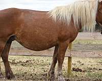 chestnut-haflinger-broodmare