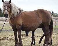 foal-haflinger-horse