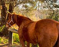 cutting-stock-quarter-horse