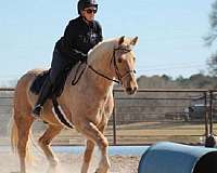 all-around-draft-horse