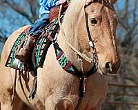 check-fences-draft-horse