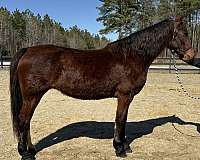 canters-dutch-warmblood-horse