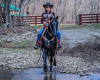 all-around-kentucky-mountain-horse