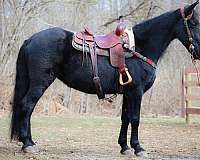 athletic-kentucky-mountain-horse