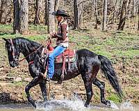 drill-team-kentucky-mountain-horse