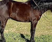 all-around-draft-horse