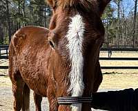 dog-gentle-draft-horse