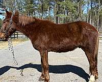 lope-draft-horse