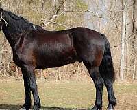 trail-ri-percheron-horse