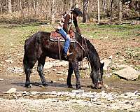 big-gelding-percheron-horse