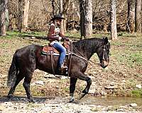 dark-percheron-horse