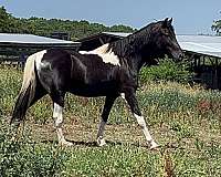 tennessee-walking-horse-for-sale