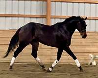 all-around-thoroughbred-horse