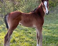 bay-breeding-horse