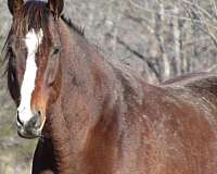 breeding-thoroughbred-horse