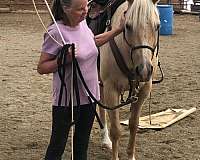 one-white-hind-horse